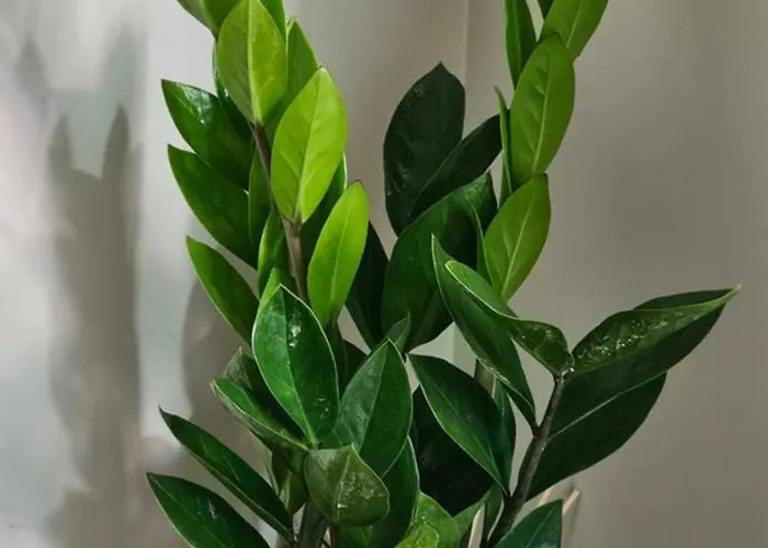 Apartment Casa Da Avo Ilda - Near The Sea *